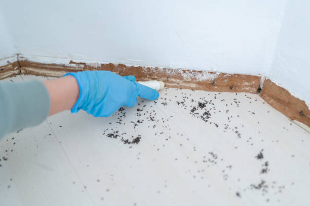 Best Insect Control  in Walnut Grove, GA